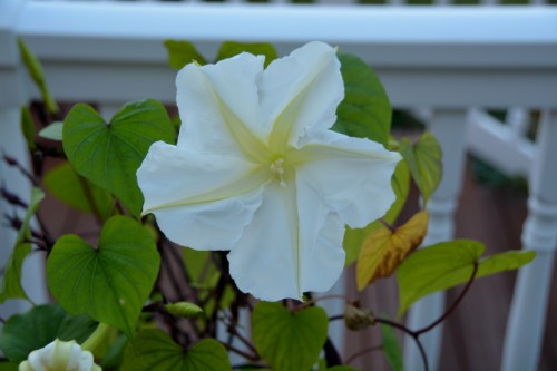 moonflower 10-1-2014 5-36-33 PM