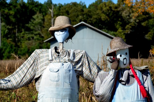 s crow close up 10-20-2014 2-51-21 PM