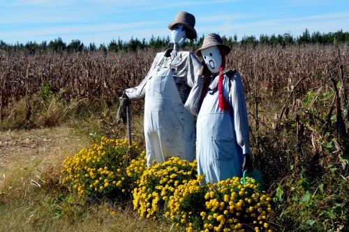 s crow1 10-20-2014 2-51-02 PM