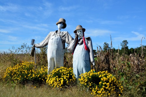 scarecrows best 10-20-2014 2-51-35 PM