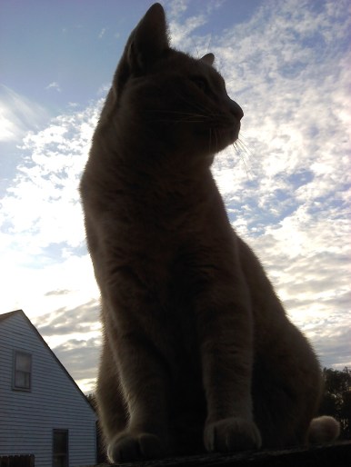 snugg 10-28-2014 1-00-00 AM