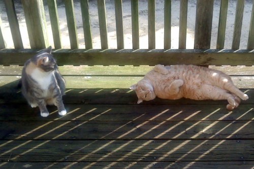 snugg and chessie 10-6-2014 1-00-00 AM