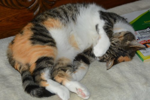 sundae2a 10-12-2014 7-49-58 AM