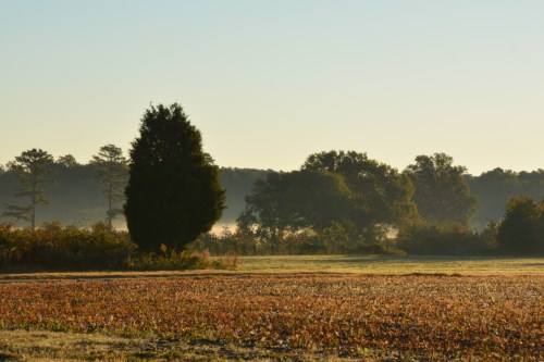 trees and fog 10-25-2014 7-56-54 AM