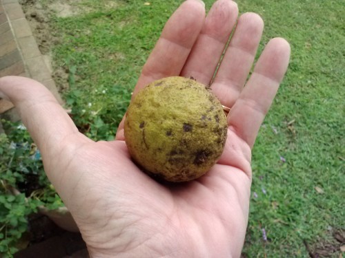 walnut 9-25-2014 2-20-37 PM