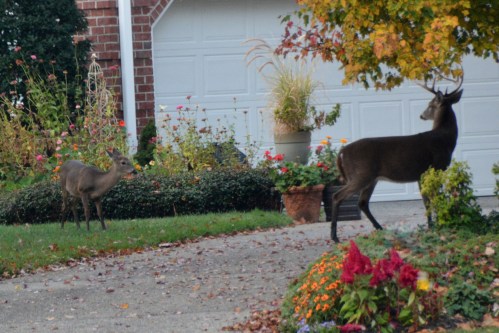 2deer 11-11-2014 7-55-15 AM