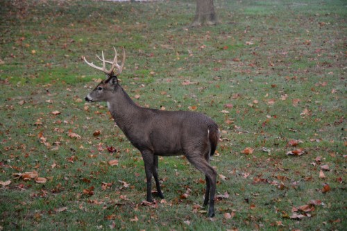 buck best 11-11-2014 7-51-42 AM