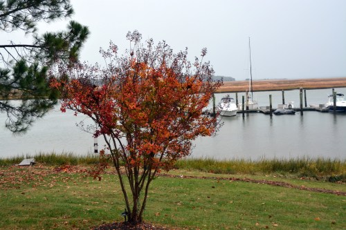 crape myrtle foliage 11-6-2014 3-22-03 PM