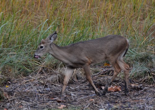 deer1 11-6-2014 4-14-26 PM 11-6-2014 4-14-26 PM