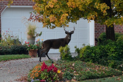 deer2 11-11-2014 7-54-56 AM