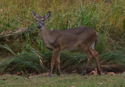 deer3 11-6-2014 4-14-58 PM