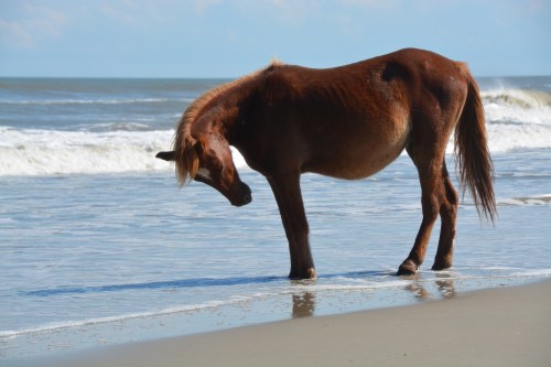 horse looking down 10-4-2014 2-14-51 PM