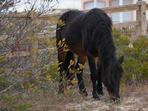 horse2 11-15-2014 9-30-24 AM