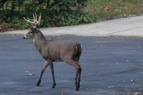 in street 11-11-2014 7-53-46 AM