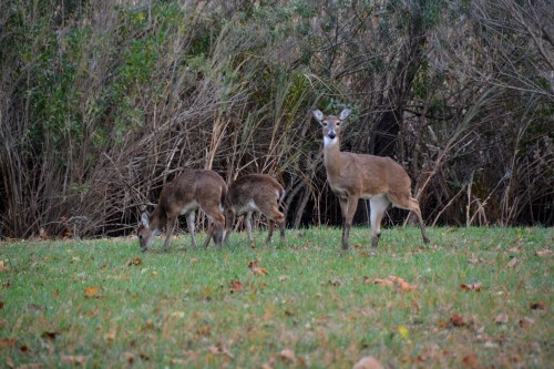 mama deer 2 babies2 11-14-2014 4-41-28 PM
