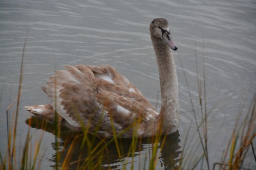 mottled swan 11-27-2014 8-49-26 AM
