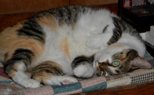 sundae 11-2-2014 8-30-00 PM