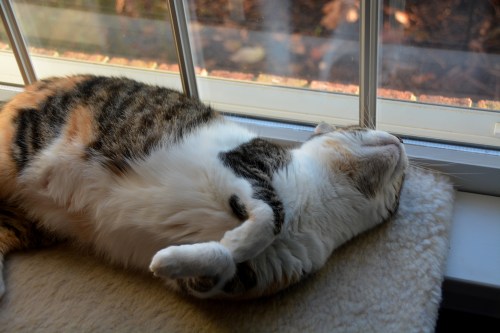 sundae1 11-7-2014 8-17-17 AM