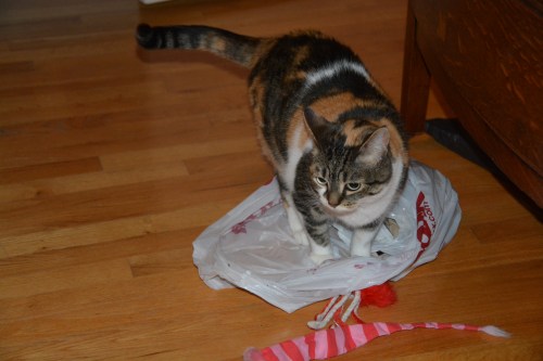 sundae1a 11-17-2014 7-55-44 PM