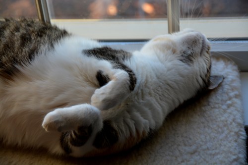 sundae1a 11-7-2014 8-17-11 AM