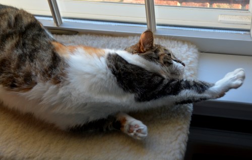 sundae2 11-7-2014 8-17-20 AM