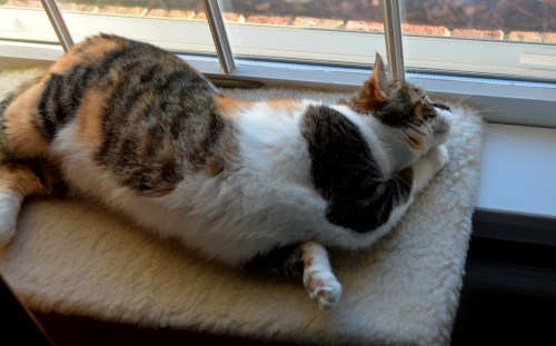 sundae3 11-7-2014 8-17-22 AM