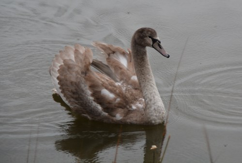 swan1 11-27-2014 8-48-50 AM