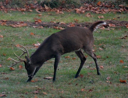 young buck 11-11-2014 7-50-48 AM