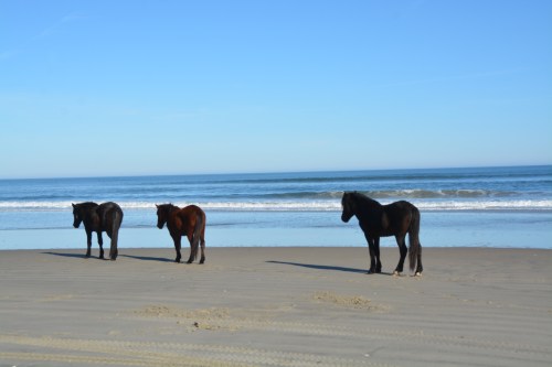 3 looking at the water 12-27-2014 1-35-50 PM