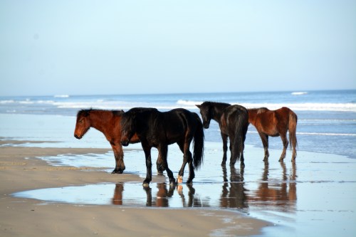 4 by the water 12-27-2014 1-18-01 PM