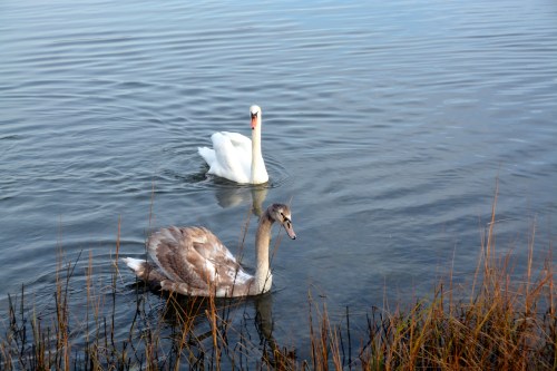 bride and new swan 12-16-2014 8-24-16 AM