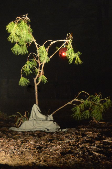 charlie brown tree 12-23-2014 6-57-43 PM