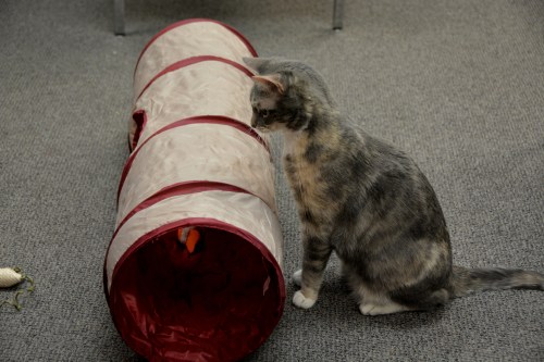 gypsy and tunnel2 12-25-2014 12-10-05 PM