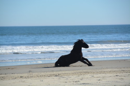 horse rising 12-27-2014 1-04-03 PM