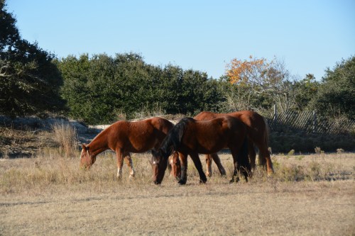horses 11-28-2014 8-53-12 AM