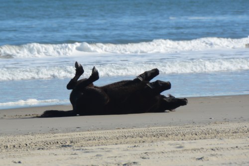 rolling1 12-27-2014 1-03-52 PM