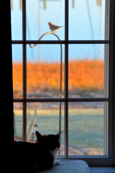 sundae and bird 12-14-2014 8-06-03 AM