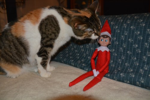 sundae and elf 2 12-3-2014 9-38-50 PM