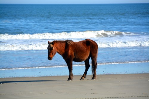 winter coat 12-27-2014 1-36-39 PM