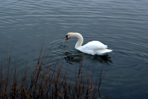 bride 1-4-2015 7-39-33 AM