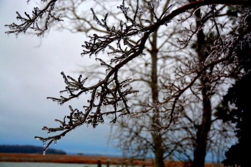 crepe myrtle 1-14-2015 7-57-48 AM