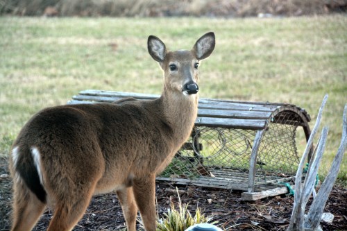 deer 1-19-2015 4-04-29 PM