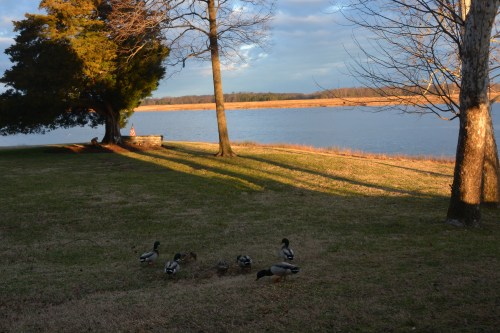 ducks 1-19-2015 7-44-32 AM