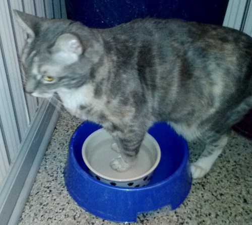 gypsy3a 1-5-2015 10-01-30 AM