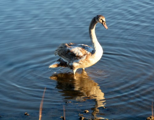 juvy 12-26-2014 7-56-26 AM