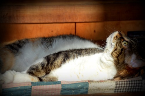 look up sundae 1-11-2015 11-50-57 AM