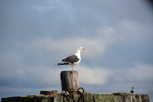 seagull 1-18-2015 2-42-30 PM