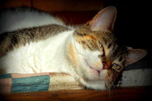 sundae quilt2 1-11-2015 11-51-09 AM