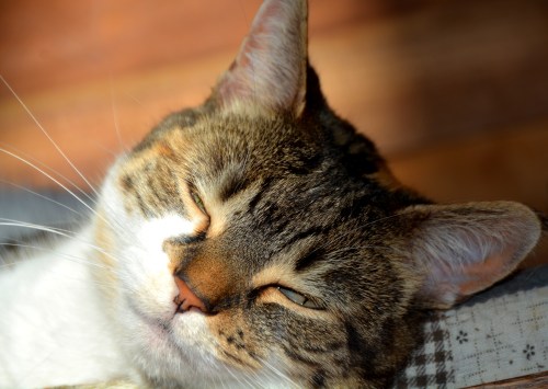 sundae quilt3 1-11-2015 11-51-25 AM