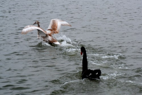 swan fight 12-29-2014 3-25-11 PM